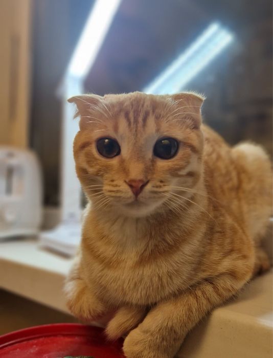 Кошка,вислоухая,2 года