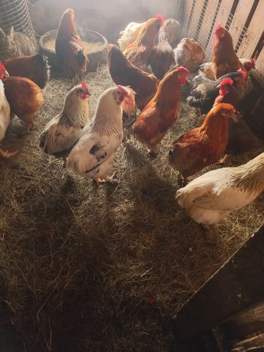 Продам домашних петушков