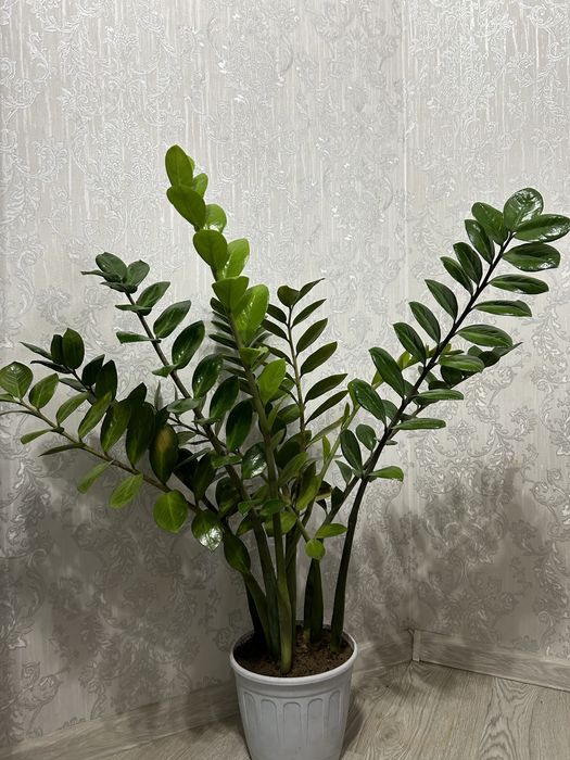 Цветы денежные (замиокулькас)