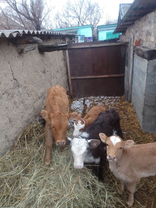 Продам телят 4 мес