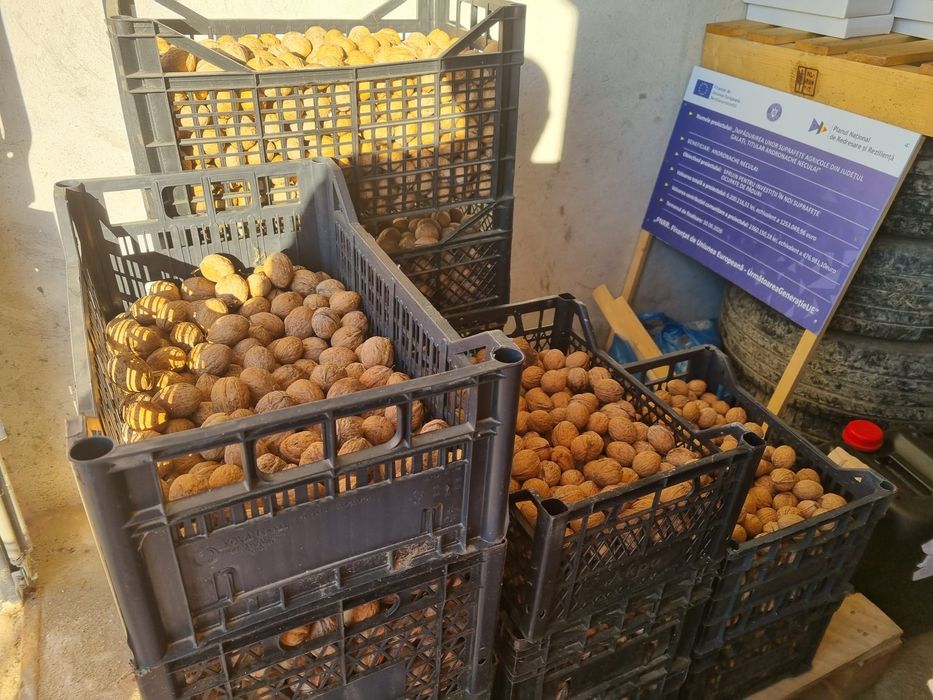 Nuci în coajă producție 2025