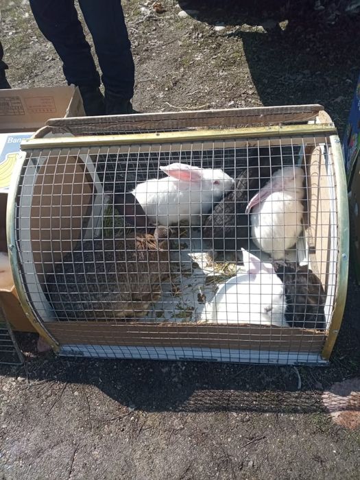 Продам кроликов. Фландеры