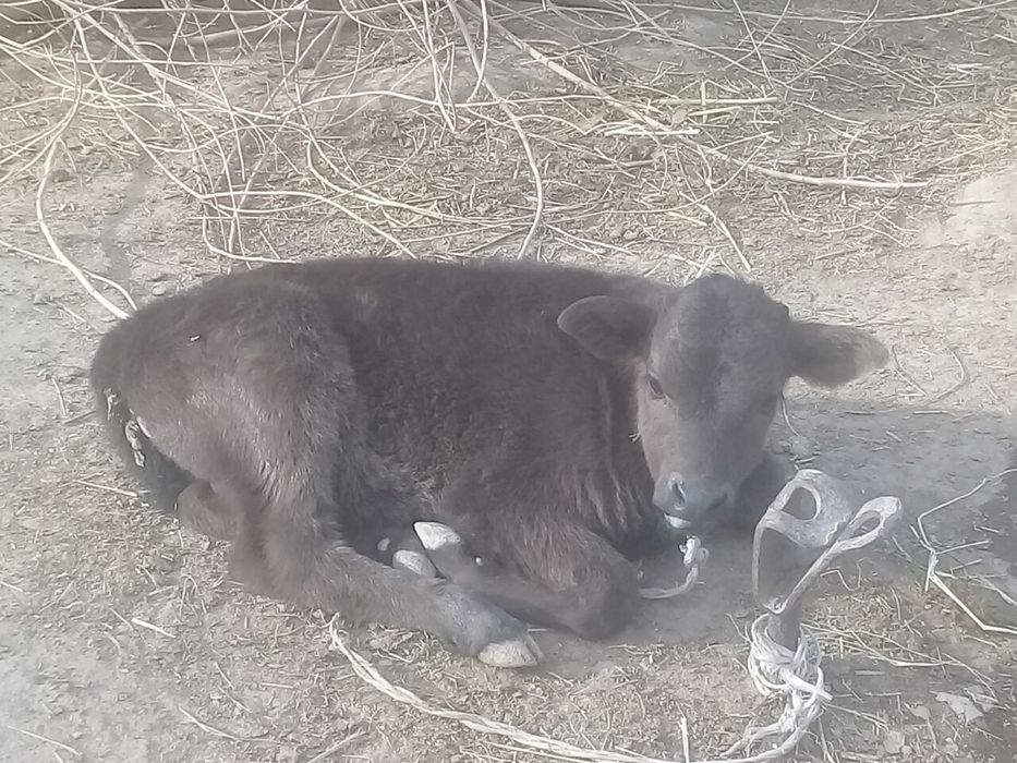 Ona bola sigirlar sotiladi