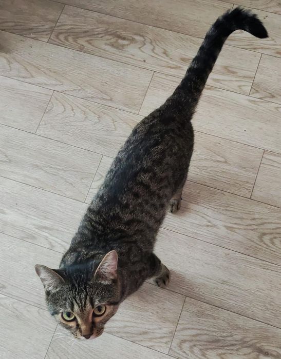 Отдам в хорошие руки кота