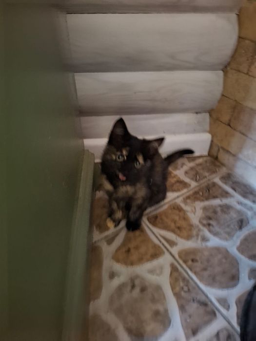Котята 2 месяца