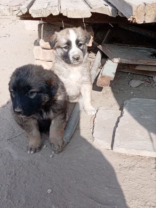 Кушиклер кыз бари бесплатный кимге керек алын керек болса