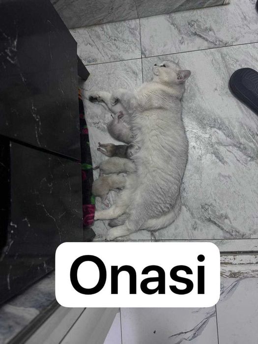 Mushuklar shinshila F1