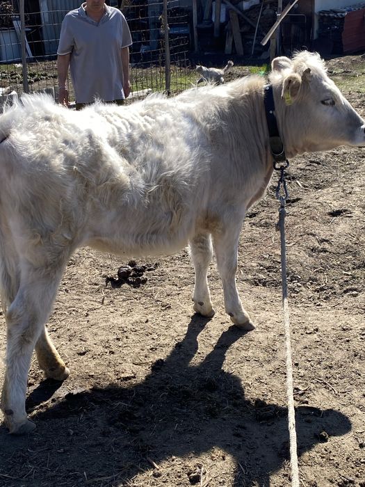 Тукымы алатаулык