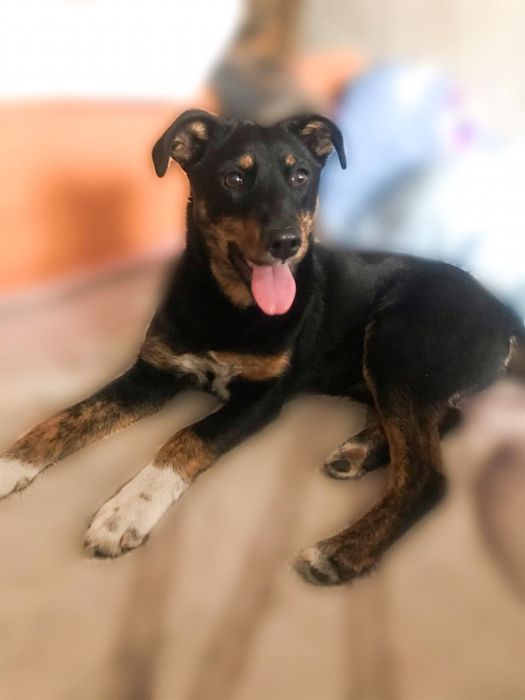 Срочно в хорошие и ответственные руки