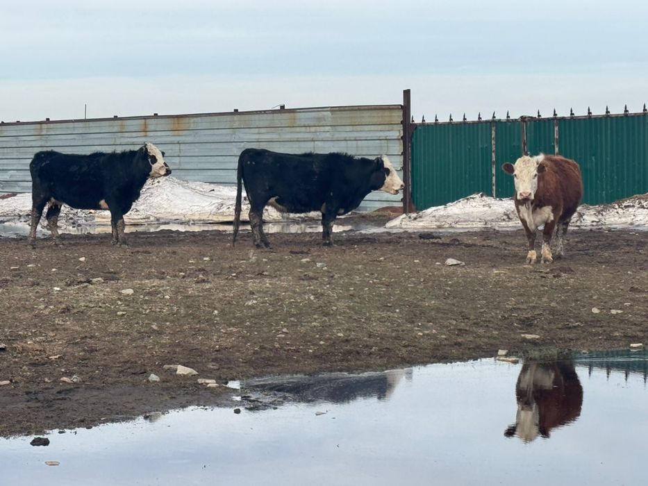 КРС Үш бас сиыр бұзаумен сатылады.
