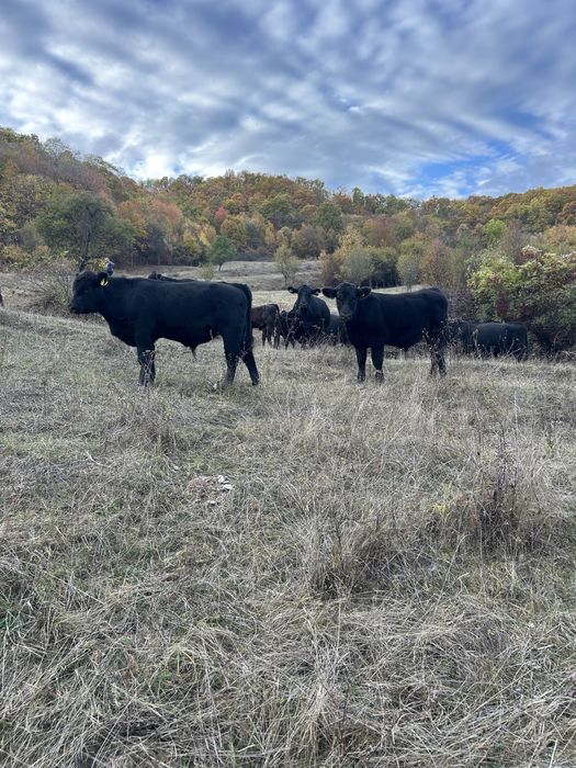 Vand 6 vitei angus