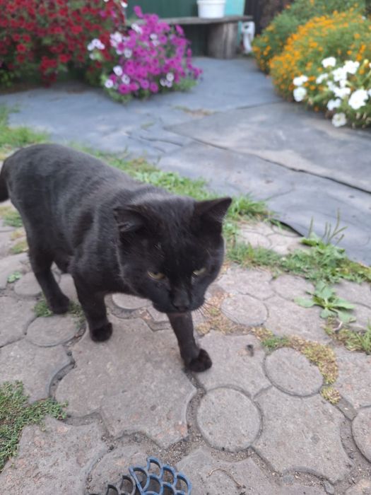 Отдам молодого кота.