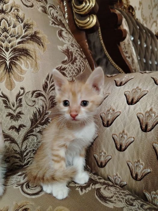 Отдам ДАРОМ замечательных котят