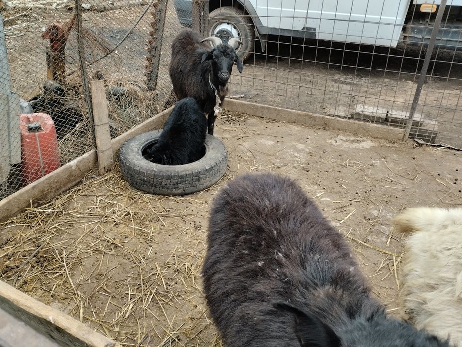 Козлята продаю да