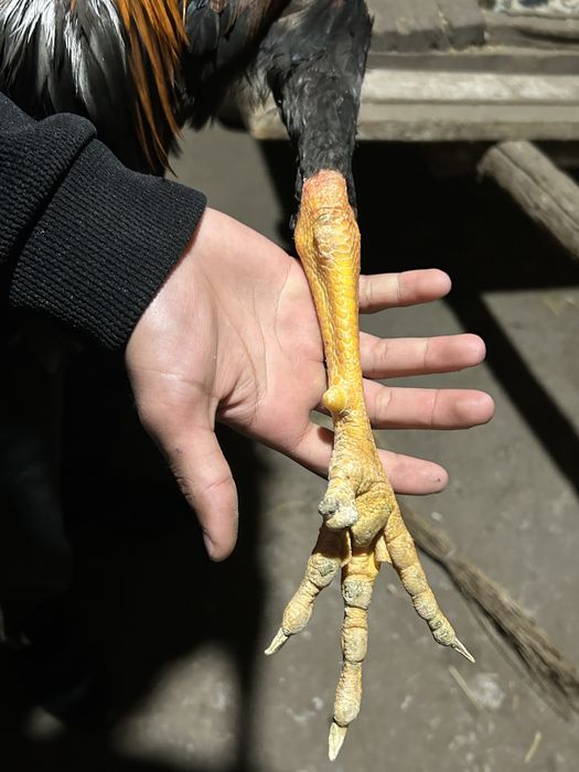 Дакан саман китай