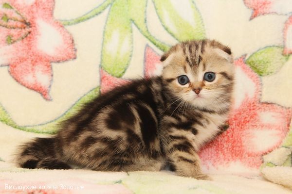 Шотландские вислоушки