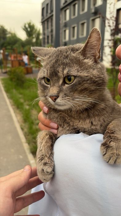 Отдадим кота в хорошие руки