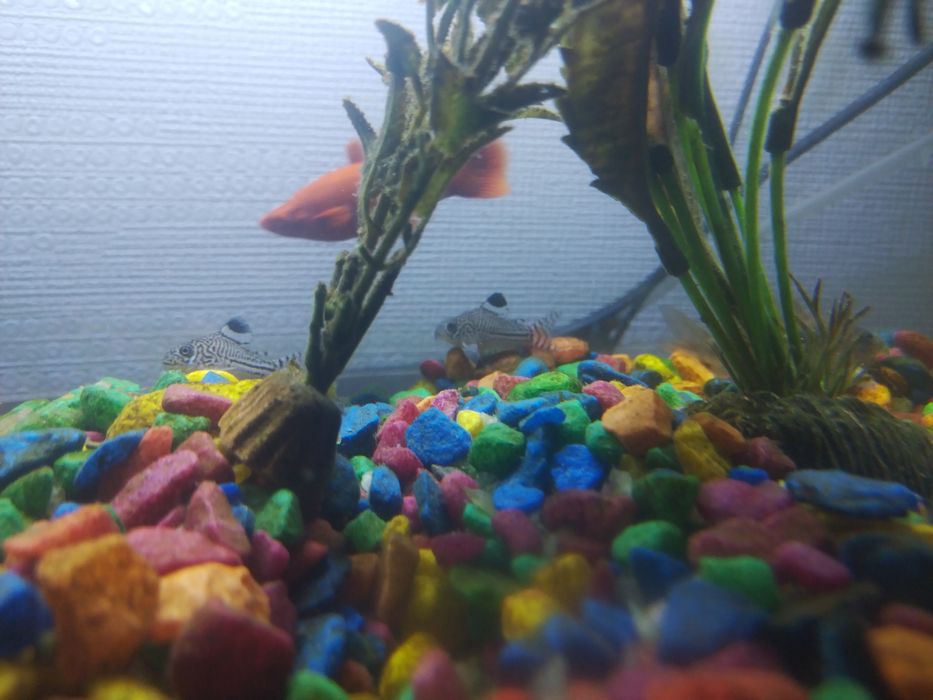 Аквариум с рыбками 40 л