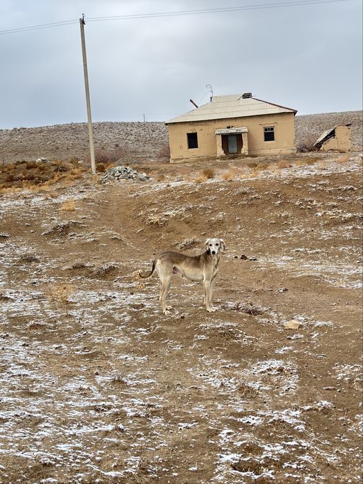 Арлан каншык сатылады тази ыт