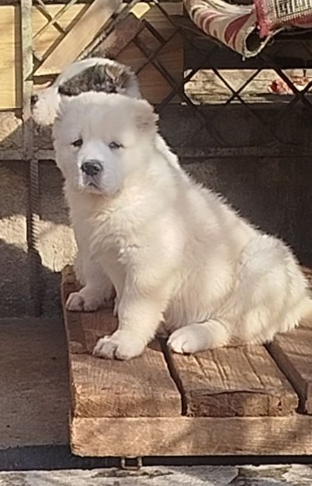 Продается Щенок породы АЛАБАЯ