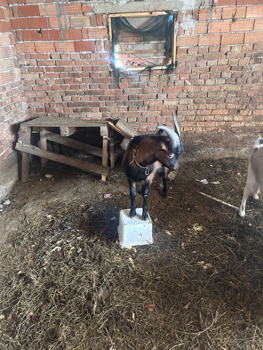 Пръч френски алпин