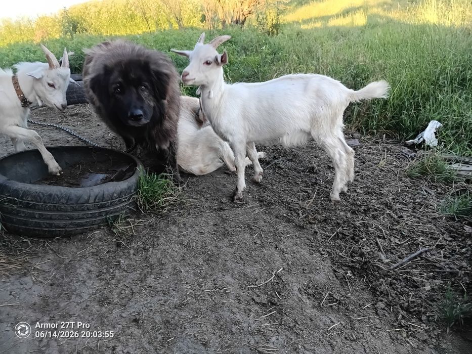 ярета за клане...
