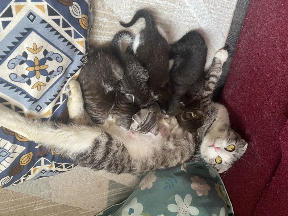 Кошка шотладский