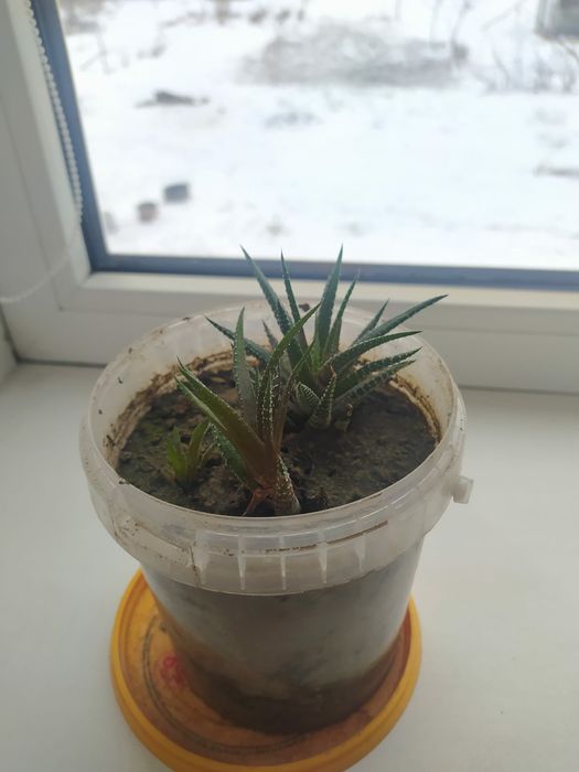 Цветы комнатные продам