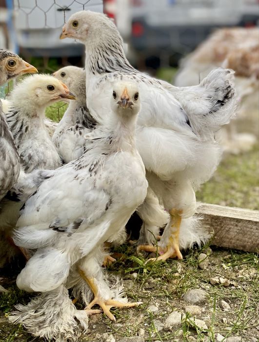 Pui de Brahma rasă pură de vânzare!