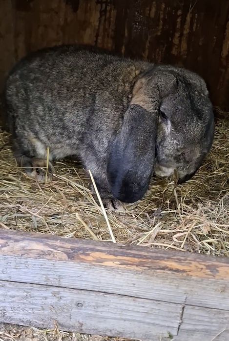 Mascul berbec german