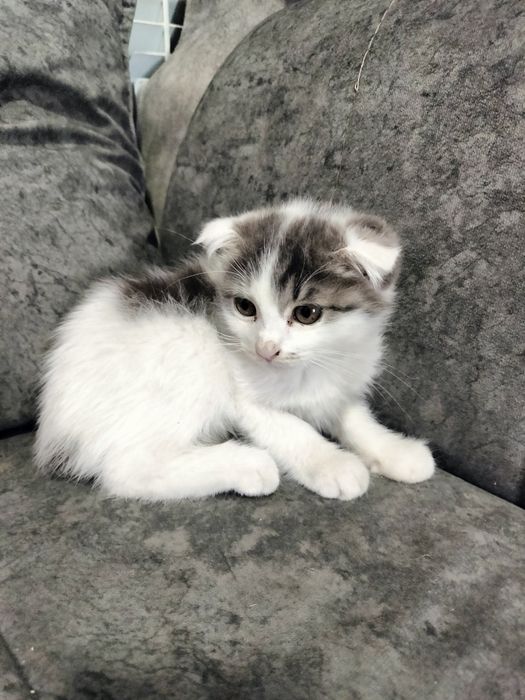 кошечка девочка завут Белла два месяца