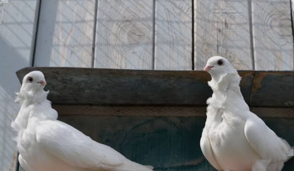 Голуби чайки пара 6000