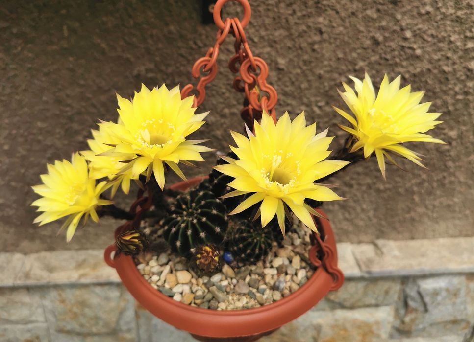 Цъфтящи кактуси Ехинопсис (Echinopsis eyriesii) (различни големини)