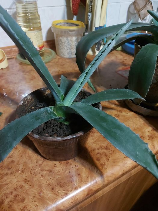 Агава  Голубая Кактус