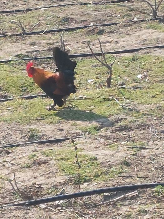 Cocosi Americani (pitici)50 lei bucata