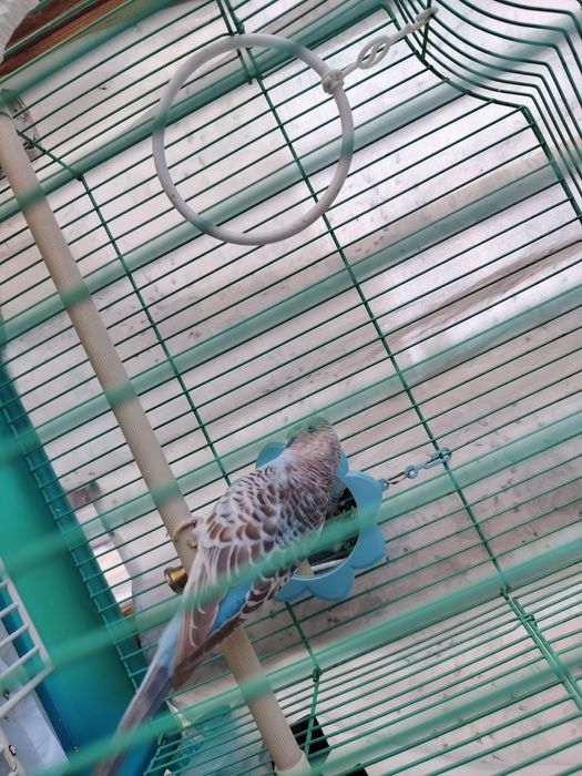 Продам папугая с клеткой