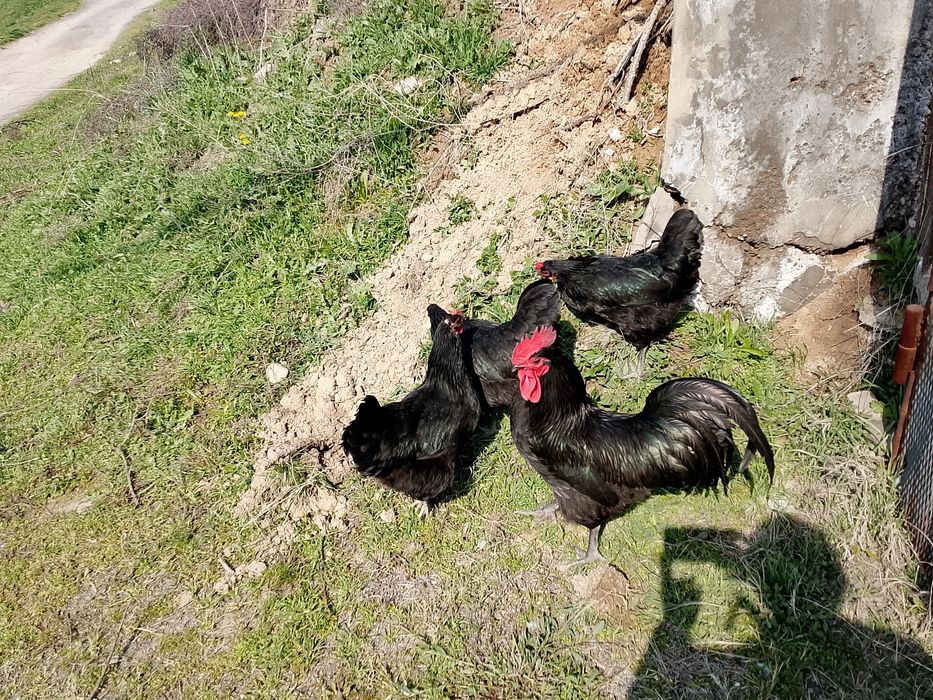 Австролоп жужалари.