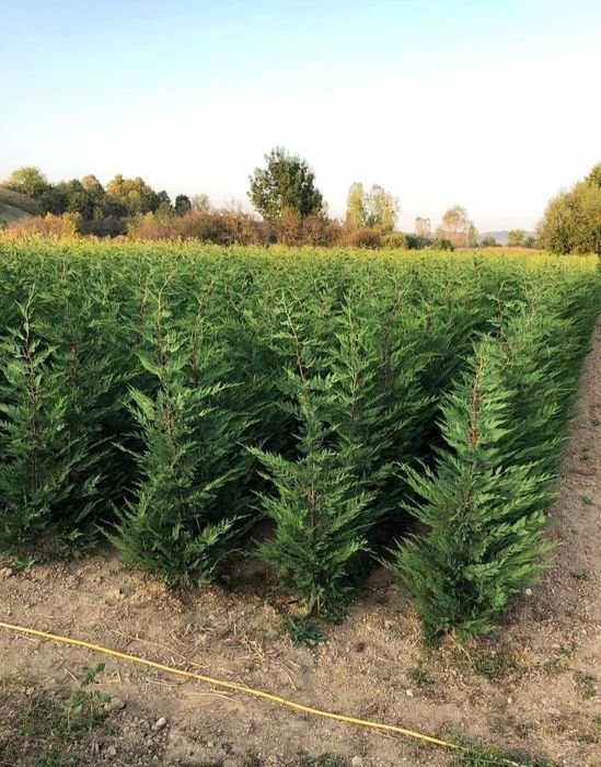 Leylandi chiparos oferta pret de producător