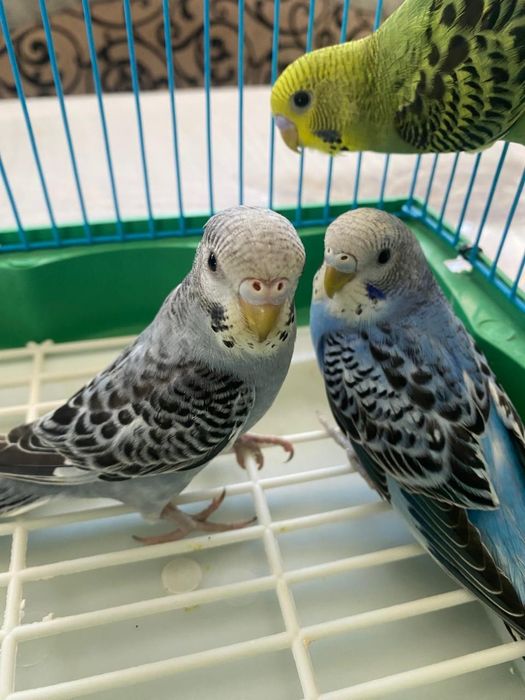 Продам волнистых попугаев