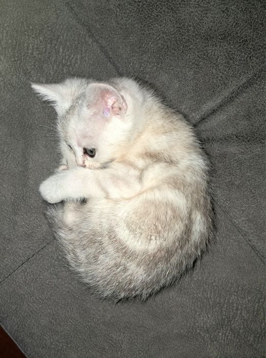 Шотландский котёнок. Мальчик
