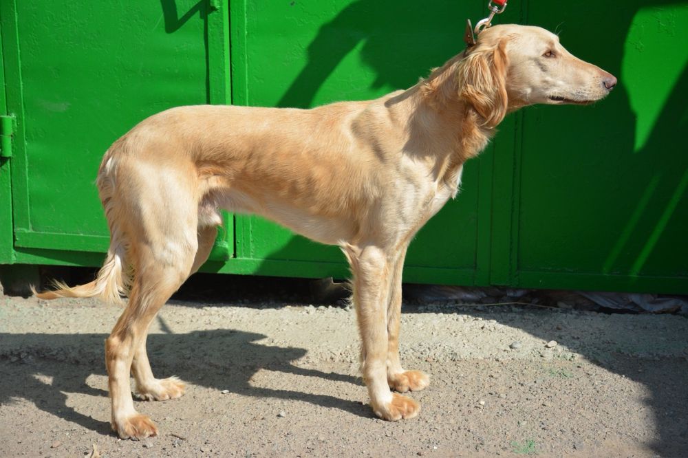 продается Кобель Тазы