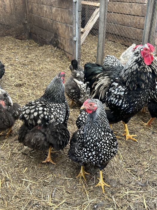 Vand gaini metis ,araucana,ameraucana ,wyandotte argintiu