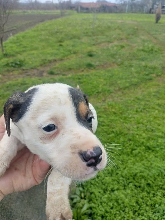 Джак Ръсел Териер Мини