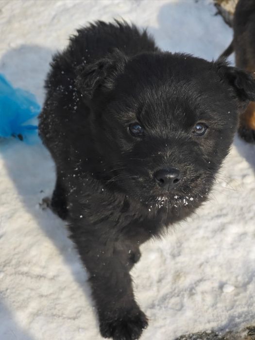 Отдам  щенят даром