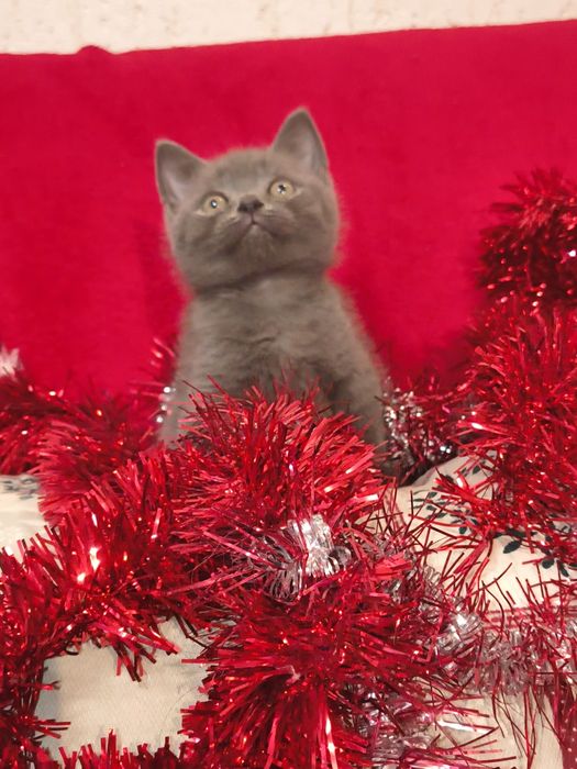 British short hair blue