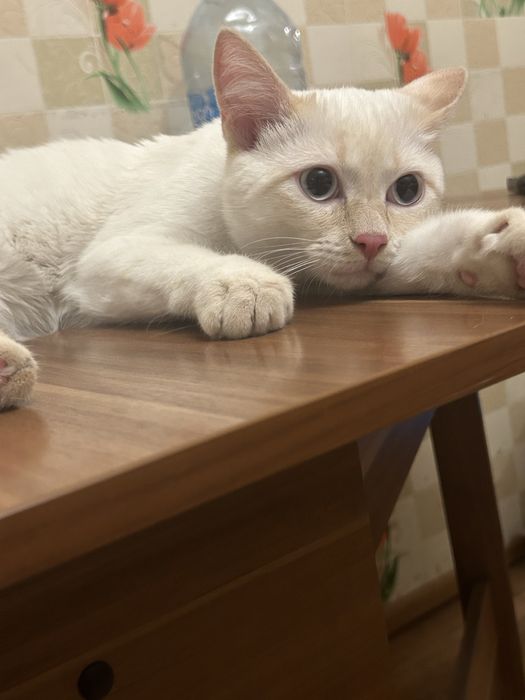 котенок полугодовалый ищет семью