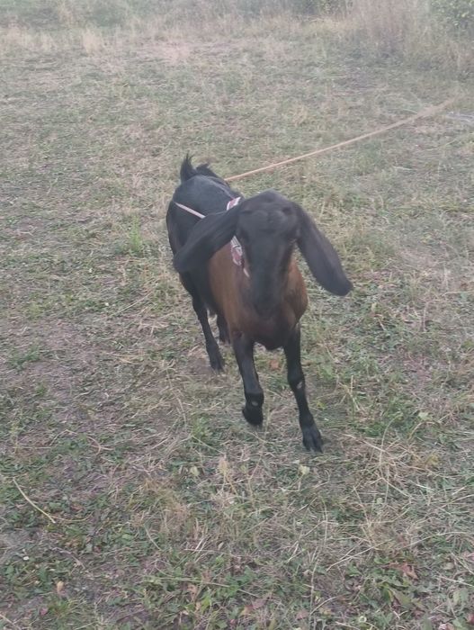 Capra Anglo-danubiana