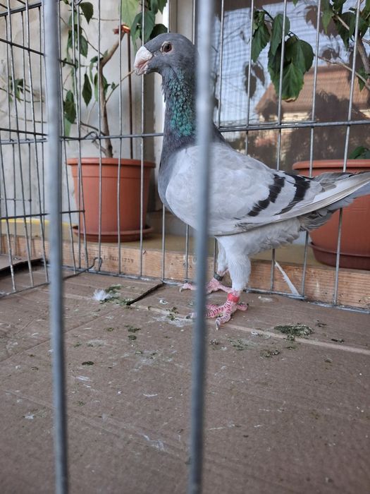Disponibili voiajori Germani de frumusețe