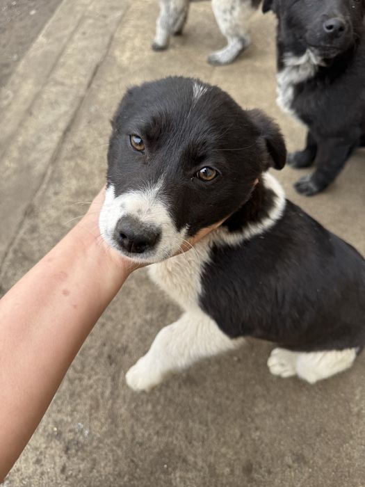 Отдам в добрые руки щенки