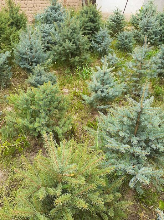 Голубая ель сотилади 500 000 мингдан